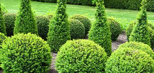 Tree, Shrub, And Ornamental Services